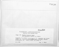Bremia lactucae image